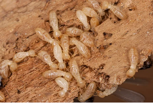 Perbedaan Rayap Kayu Kering dan Rayap Tanah